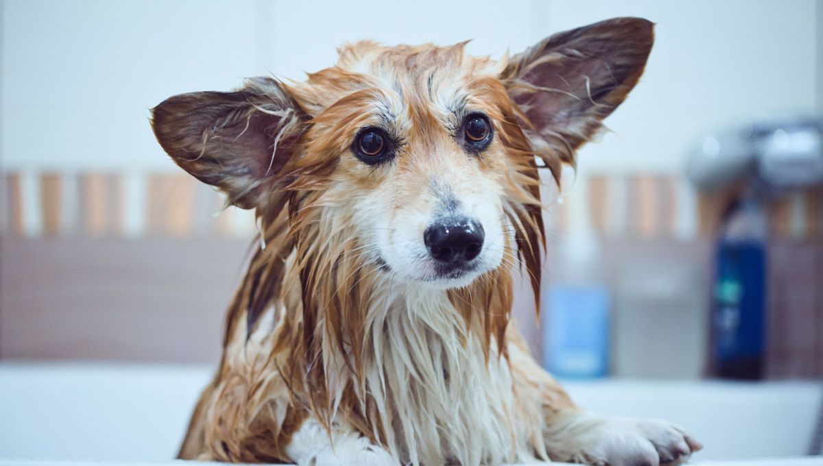 El olor a perro mojado no tiene por qué quedarse en tu casa. Con este truco casero y natural, podés mantener el ambiente fresco y agradable, sin productos químicos ni gastos innecesarios. El olor a perro mojado no tiene por qué quedarse en tu casa. Con este truco casero y natural, podés mantener el ambiente fresco y agradable, sin productos químicos ni gastos innecesarios.