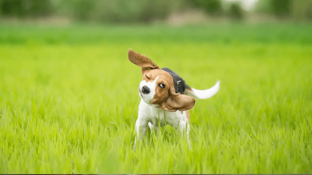 Si tu perro sacude la cabeza, es importante que no apliques ningún remedio casero y lo lleves al veterinario Si tu perro sacude la cabeza, es importante que no apliques ningún remedio casero y lo lleves al veterinario