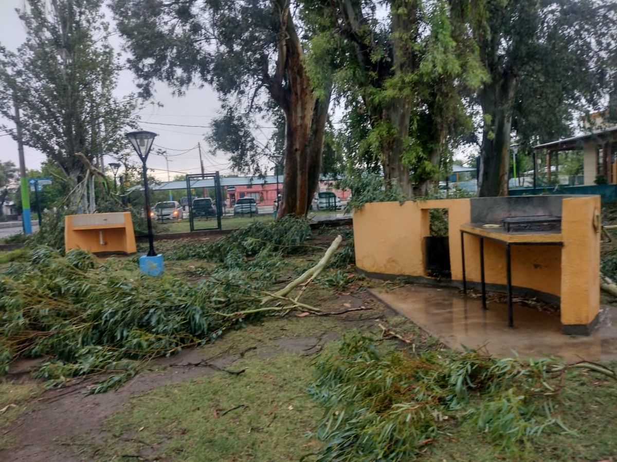 Según los datos de la comuna, la tormenta dejó más de un centenar de árboles caídos en La Paz y varios provocaron numerosos cortes energéticos. Según los datos de la comuna, la tormenta dejó más de un centenar de árboles caídos en La Paz y varios provocaron numerosos cortes energéticos.