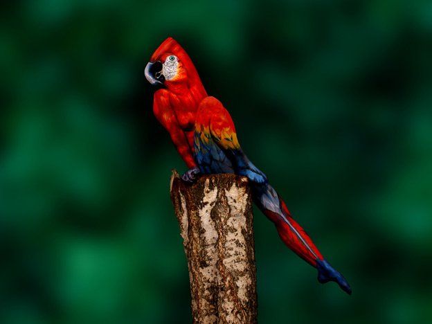¿Un pájaro? No, fijate bien de qué se trata
