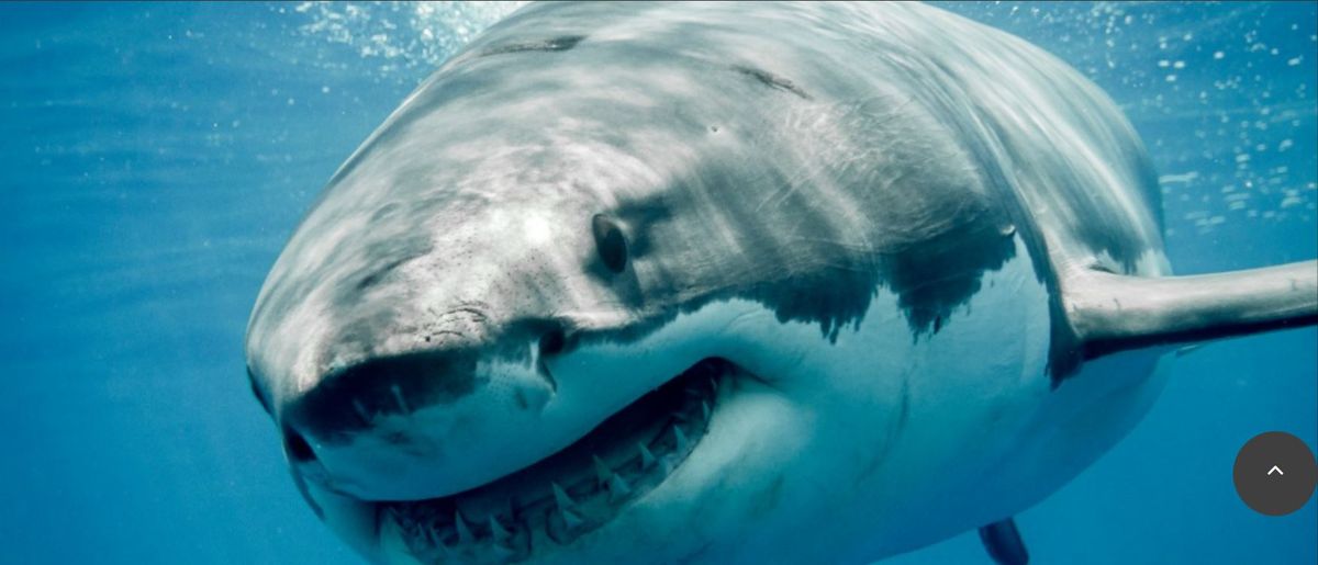 Streaming. HBO Max tiene el documental furor más visto sobre tiburones.