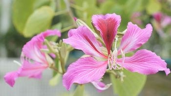 El árbol de flores rosadas que se puede cultivar en maceta y alegra el lugar donde florece El árbol de flores rosadas que se puede cultivar en maceta y alegra el lugar donde florece