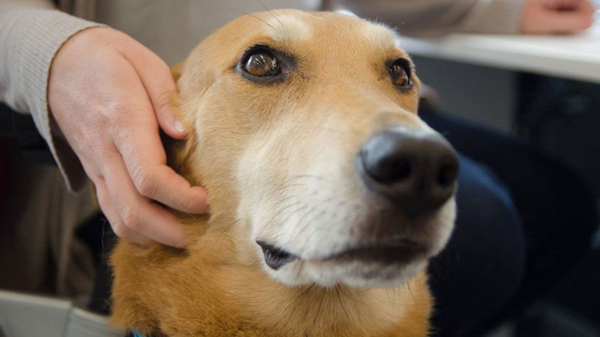 Conan es el nombre más usado por los argentinos para perros machos, al menos una encuesta realizada entre abriil de 2023 y 2024.