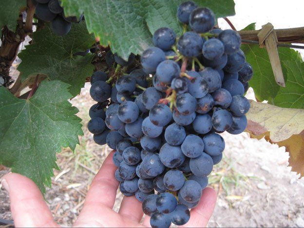 Tributo mundial al Malbec