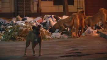 Un pastor evangélico mató de varias puñaladas a un perro porque le rompía las bolsas de basura Un pastor evangélico mató de varias puñaladas a un perro porque le rompía las bolsas de basura