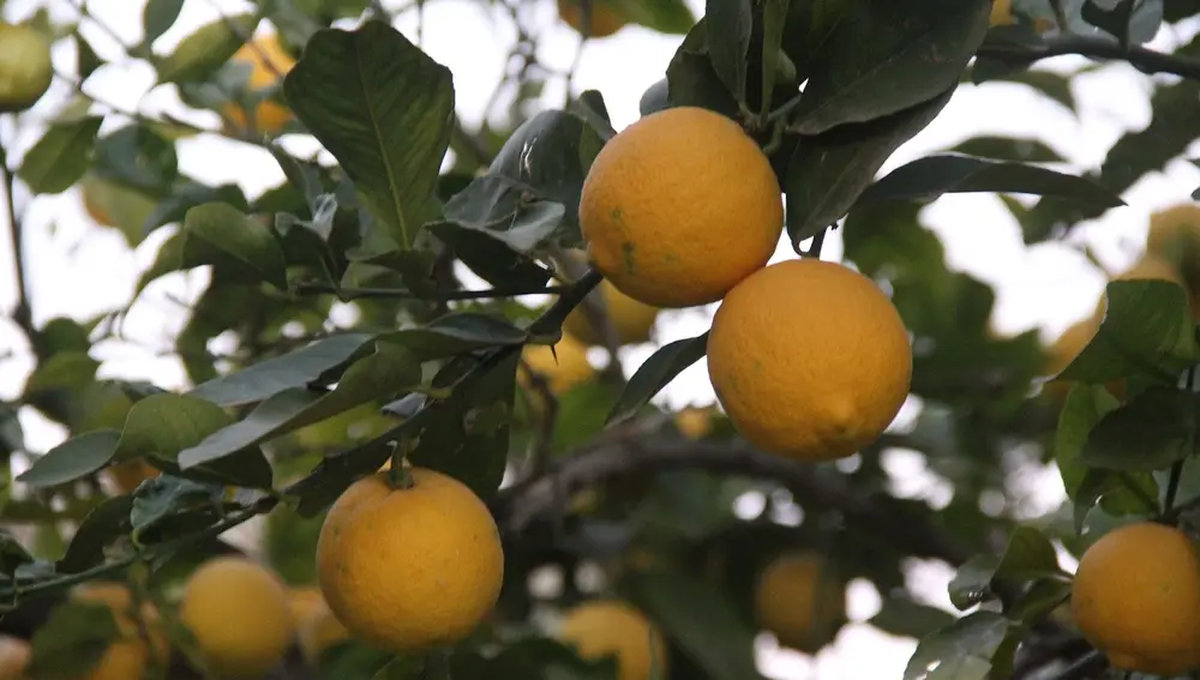 Esta plaga puede detener el crecimiento de tu árbol limonero. Esta plaga puede detener el crecimiento de tu árbol limonero. 