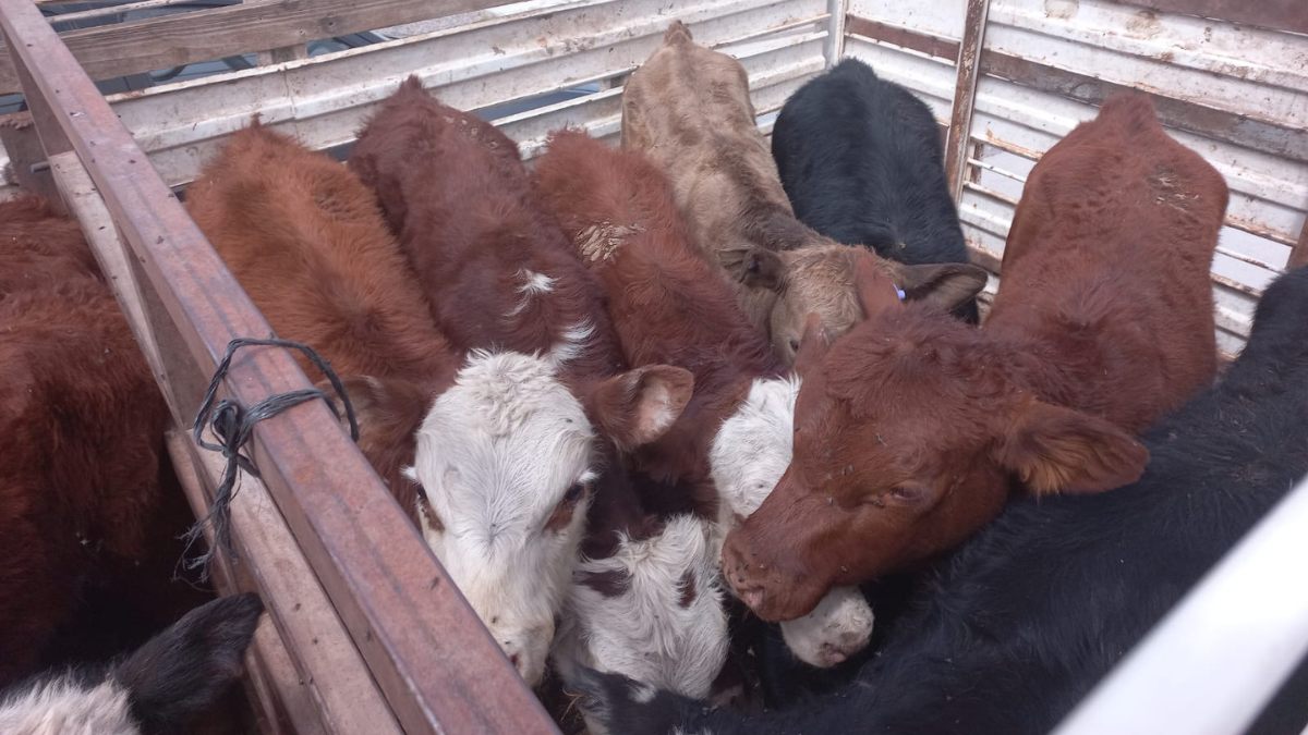 El hombre trasladaba en un trailer 15 terneros de distintos sexos y pelajes.