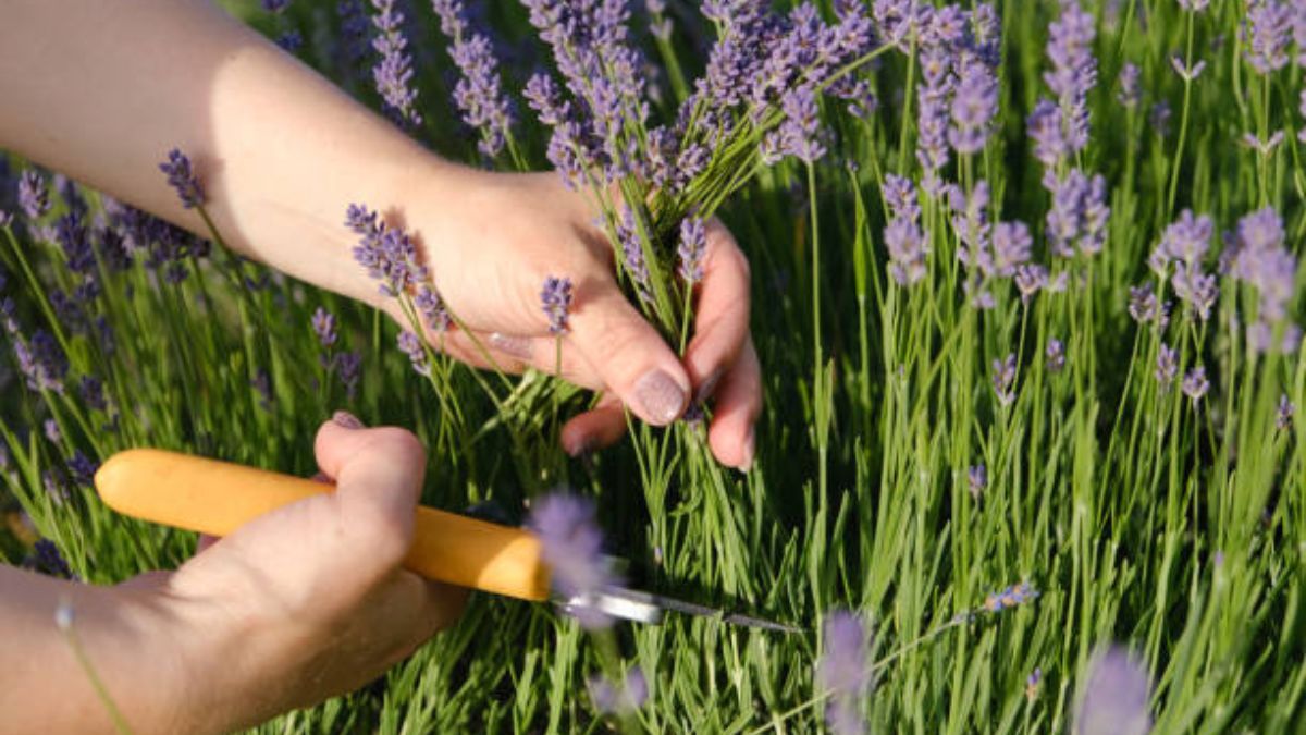 La lavanda debe podarse de forma precisa para impulsar su crecimiento.