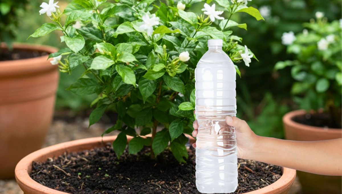 Por qué conviene poner botellas de agua en la tierra del jazmín y para qué sirve este truco
