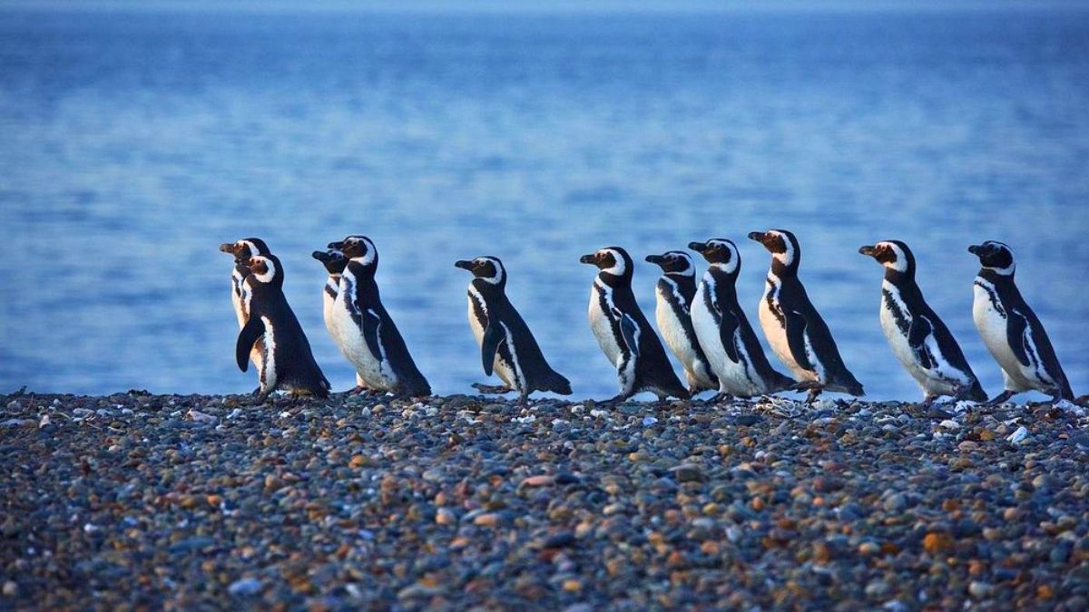 No es Puerto Madryn, pero permite caminar entre pingüinos.