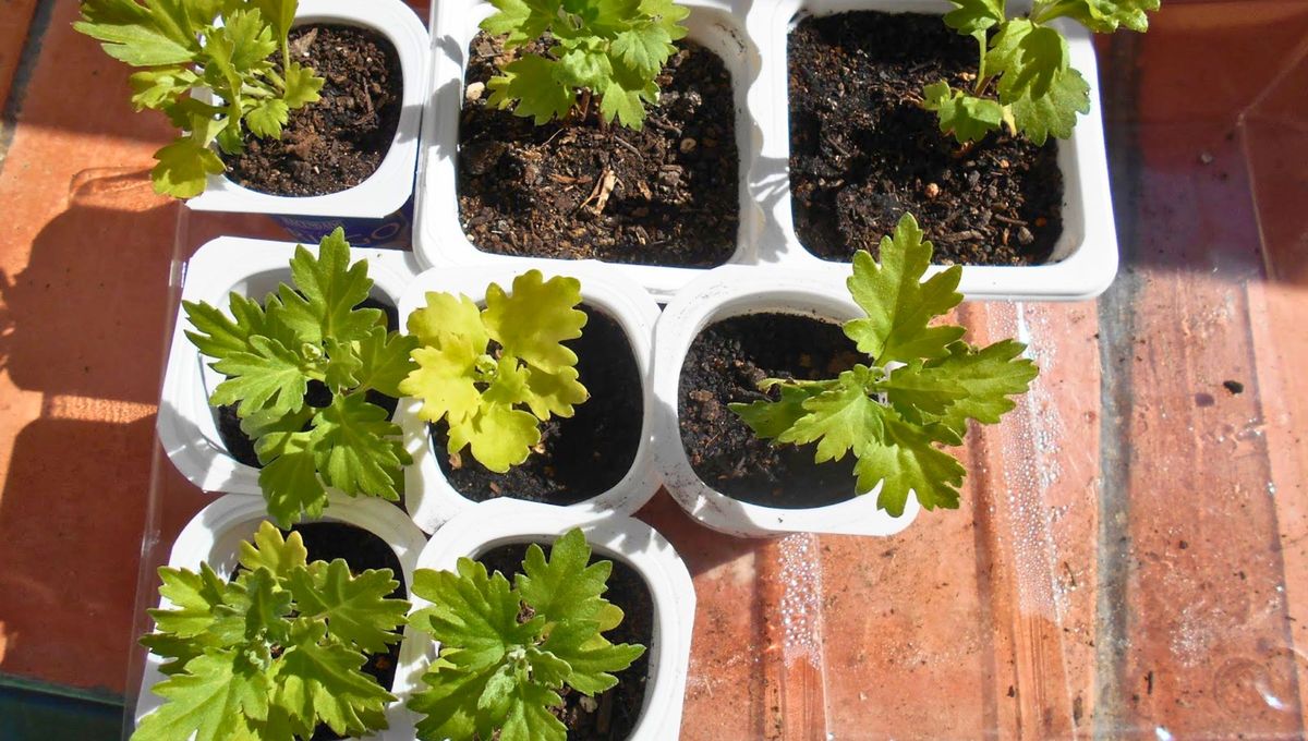Luego de llevar a cabo este proyecto, debes tener los cuidados necesarios con las plantas. Luego de llevar a cabo este proyecto, debes tener los cuidados necesarios con las plantas. 