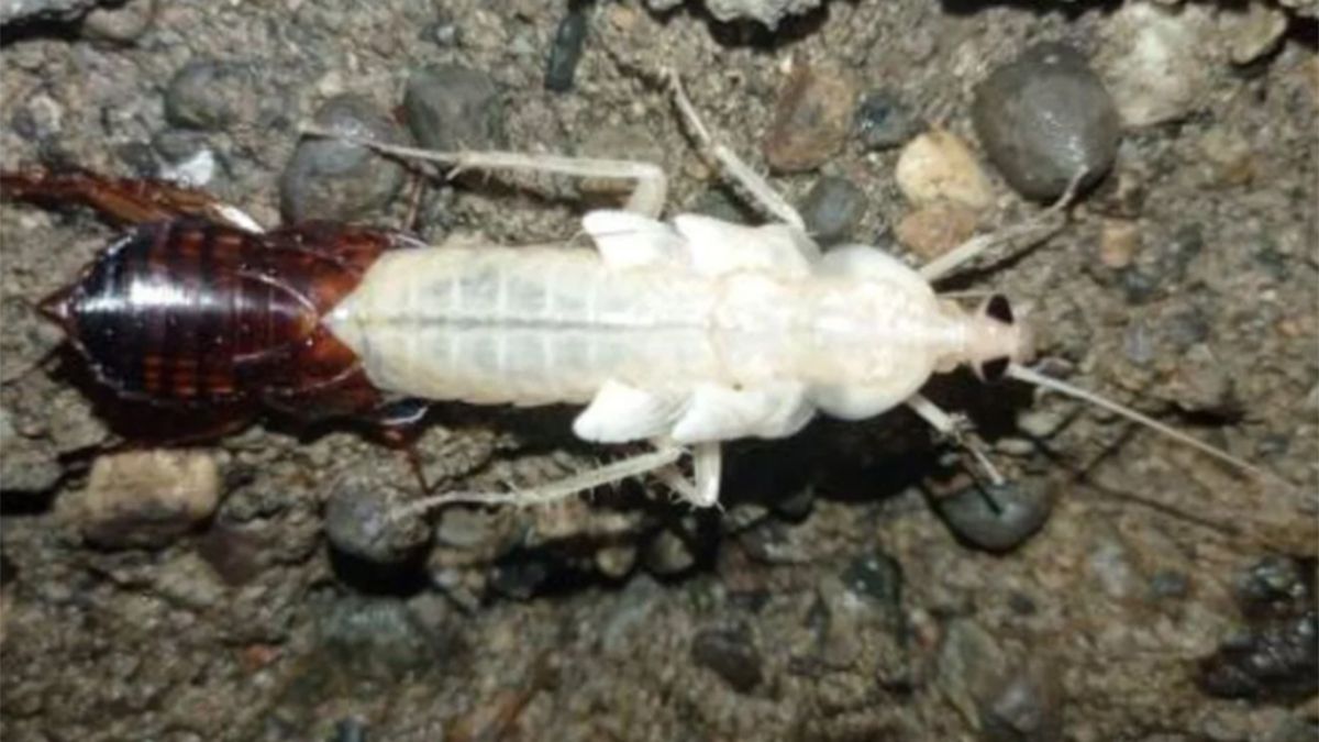 Las cucarachas blancas se vuelven de color marrón en 12 horas. Las cucarachas blancas se vuelven de color marrón en 12 horas. 