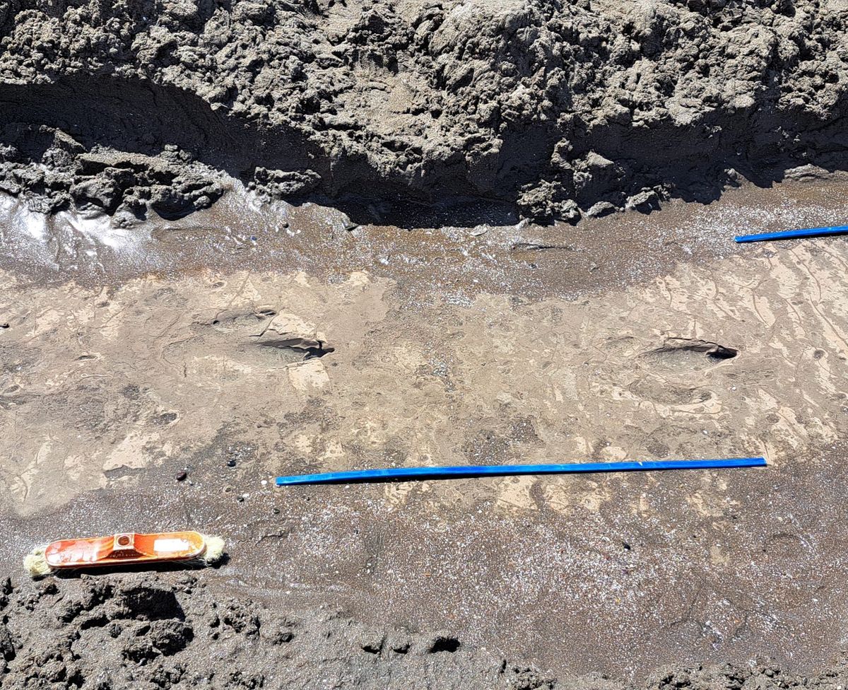 Asombroso descubrimiento en Río Negro: nuevos restos fósiles del "Ave del terror" Asombroso descubrimiento en Río Negro: nuevos restos fósiles del "Ave del terror"