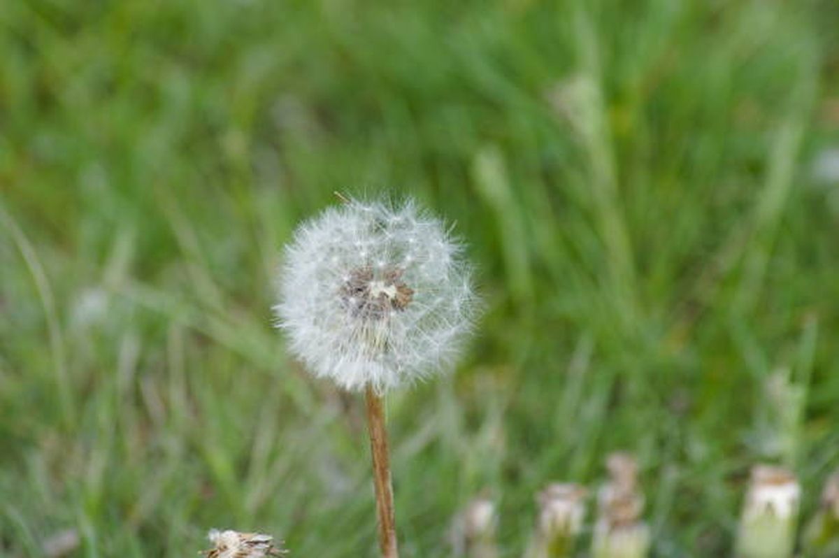 Diente de león, la planta medicinal que combate el colesterol. Diente de león, la planta medicinal que combate el colesterol.