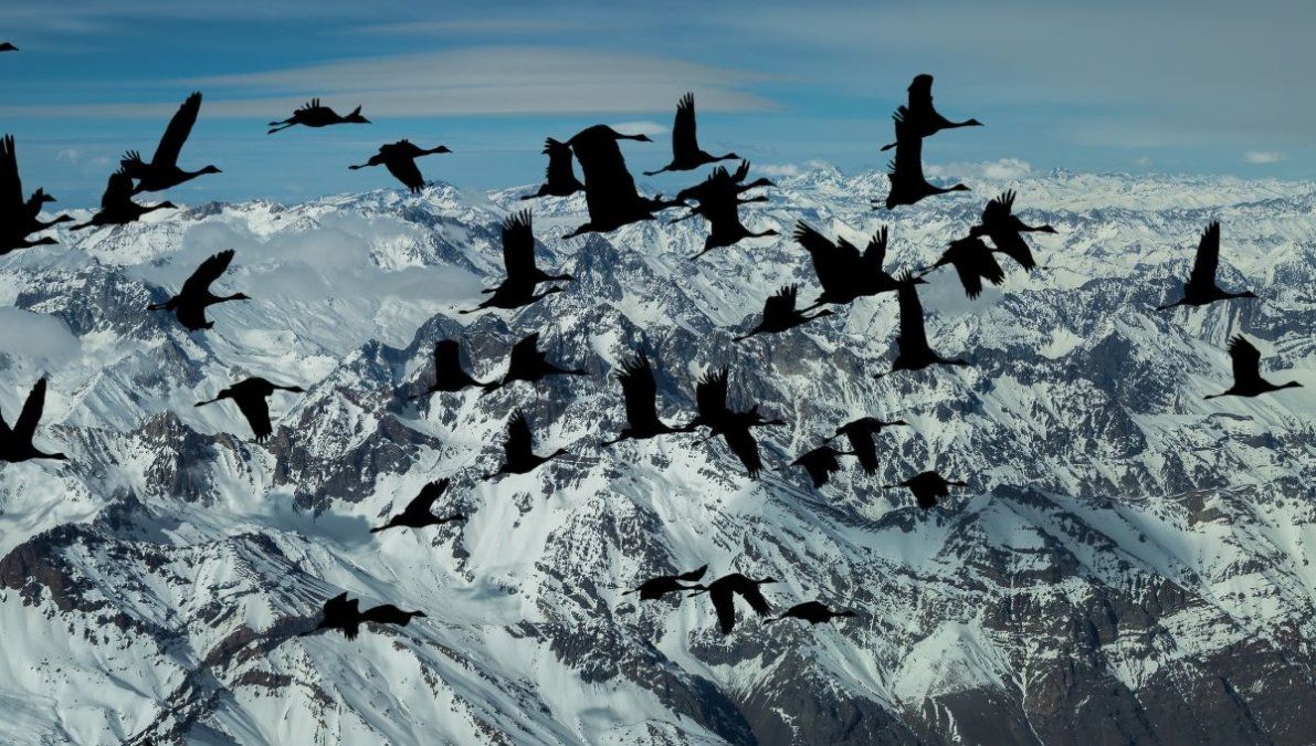 Las aves que generan preocupación por ser plaga en Chile.