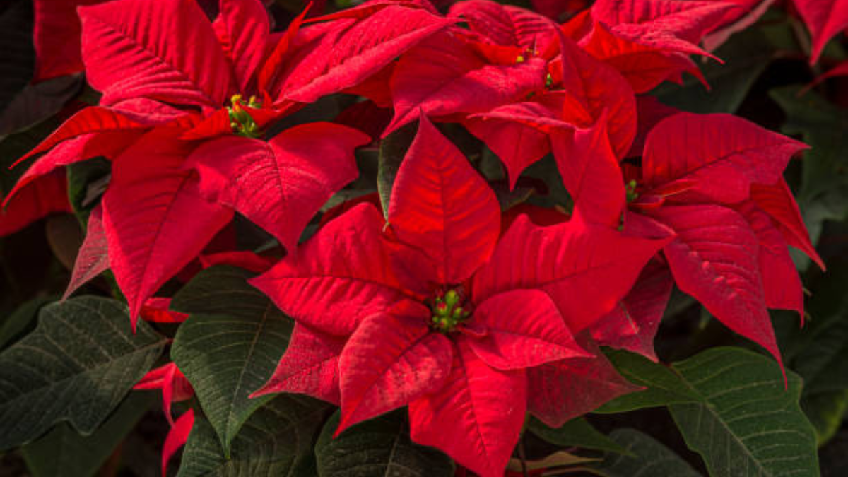 La colorida planta de hojas rojas que será tendencia en Navidad, según ...