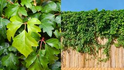 Esta planta pertenece a la familia Vitacear. Esta planta pertenece a la familia Vitacear.