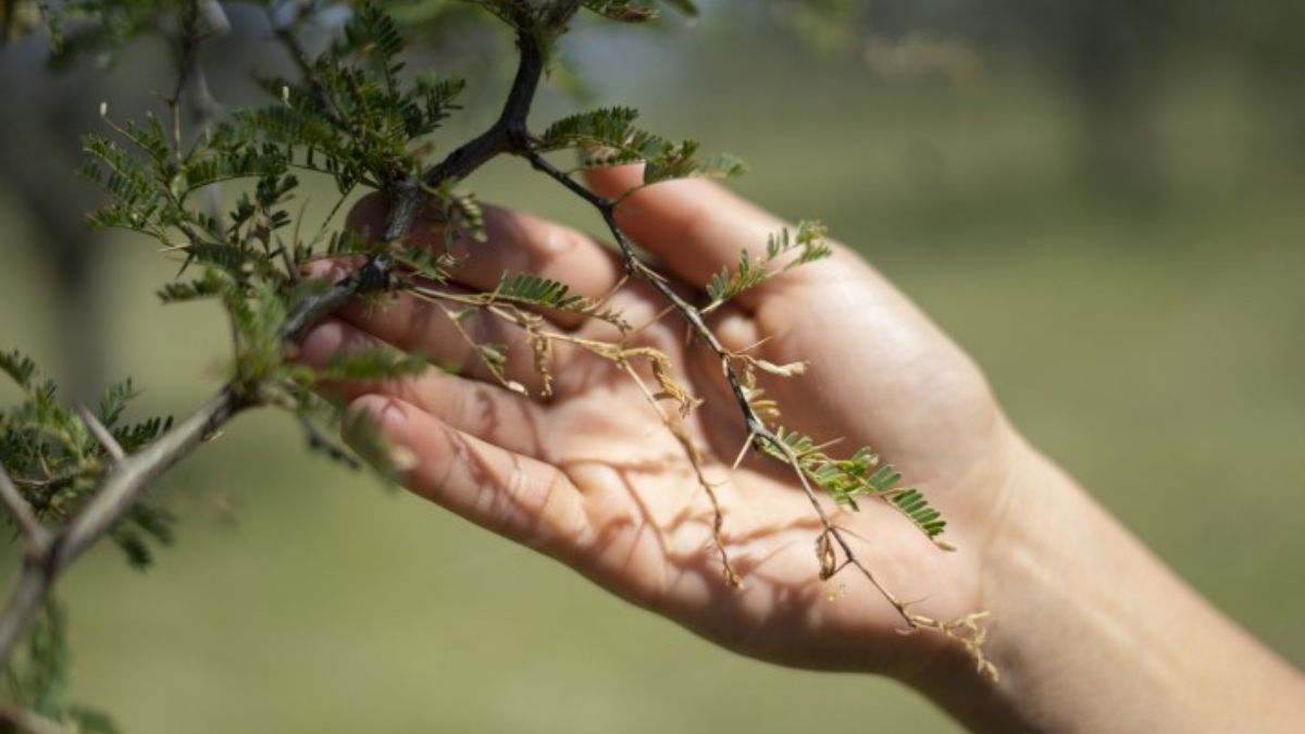 Más de 5 mil establecimientos argentinos hacen agroecología. (Foto: Julieta Bugacoff) Más de 5 mil establecimientos argentinos hacen agroecología. (Foto: Julieta Bugacoff)