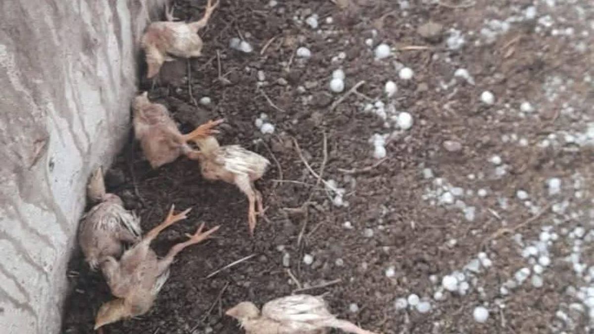 Los pollitos muertos a causa del granizo en General Alvear. Los pollitos muertos a causa del granizo en General Alvear.