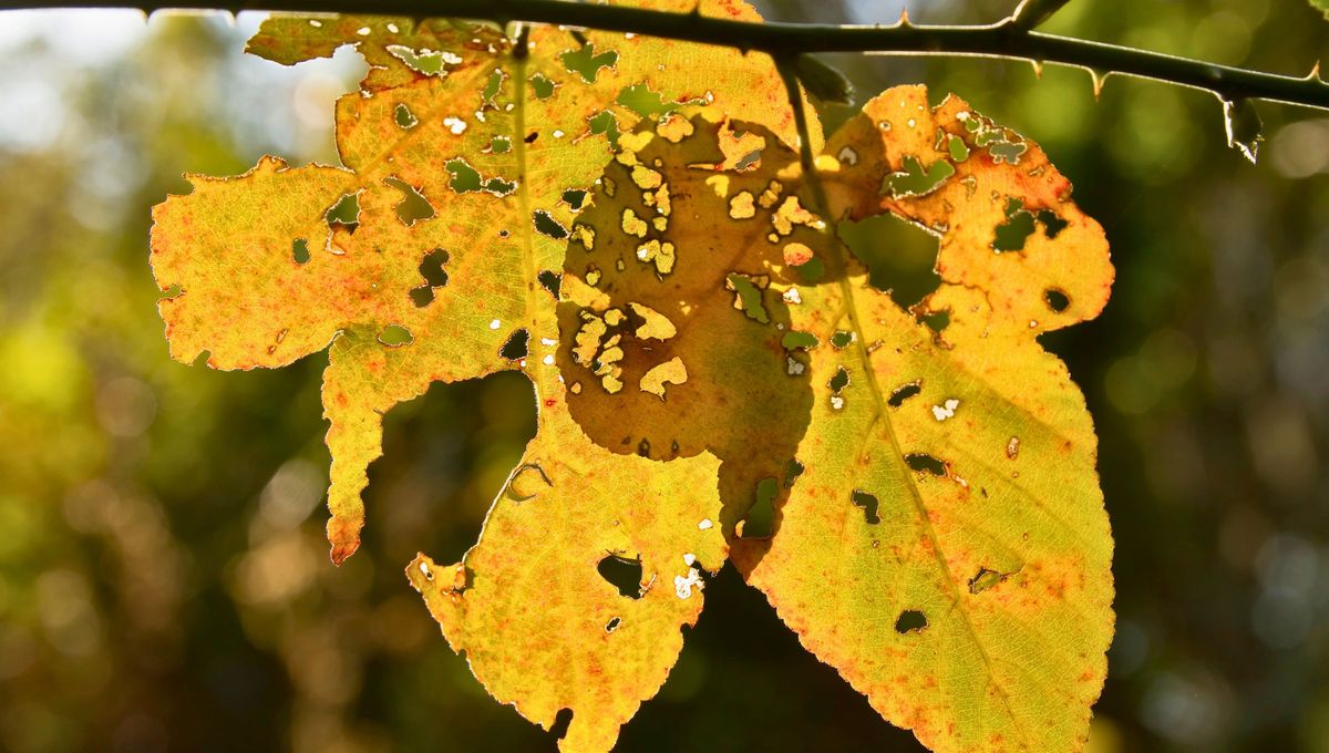 Las plantas que no tienen un buen cuidado atraen insectos y enfermedades, y a los agujeros que estos causan, lo que se traduce en hojas y plantas descuidadas.