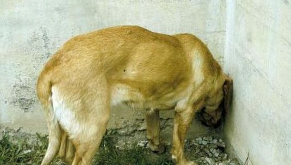 ¡Atención! el significado de por qué un perro apoye la cabeza contra la pared