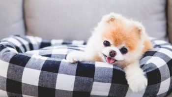 Murió Boo, el perro más lindo del mundo que tenía 17 millones de seguidores