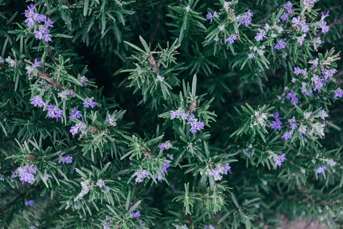 Embellece tu jardín: el truco casero que hará que tu planta de romero florezca en poco tiempo Embellece tu jardín: el truco casero que hará que tu planta de romero florezca en poco tiempo
