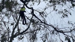 Un hombre jubilado murió al caer desde un árbol cuando realizaba una poda, en su casa de Caucete, San Juan. Un hombre jubilado murió al caer desde un árbol cuando realizaba una poda, en su casa de Caucete, San Juan.