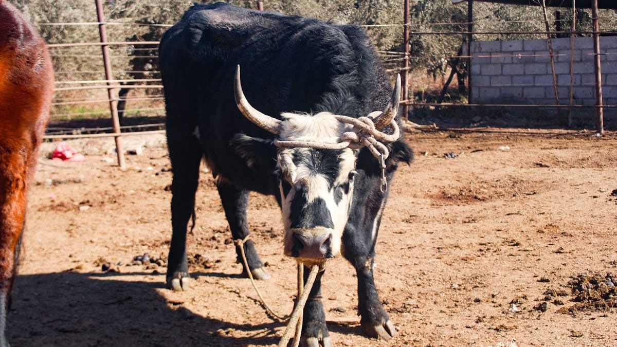 La vaca cachuda fue atada desde sus cuernos, su cuello y una para delantera con una trasera para evitar que se vuelva a escapar. La vaca cachuda fue atada desde sus cuernos, su cuello y una para delantera con una trasera para evitar que se vuelva a escapar.