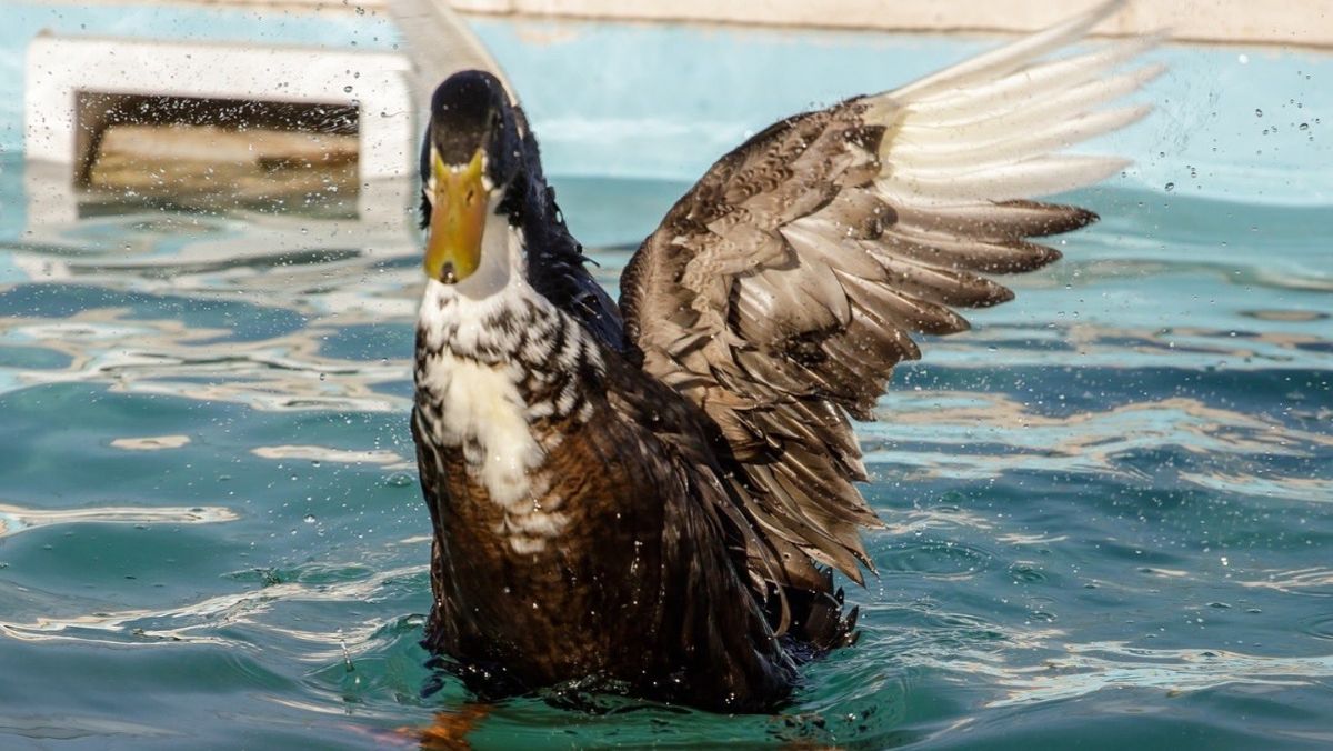 El pato Juan