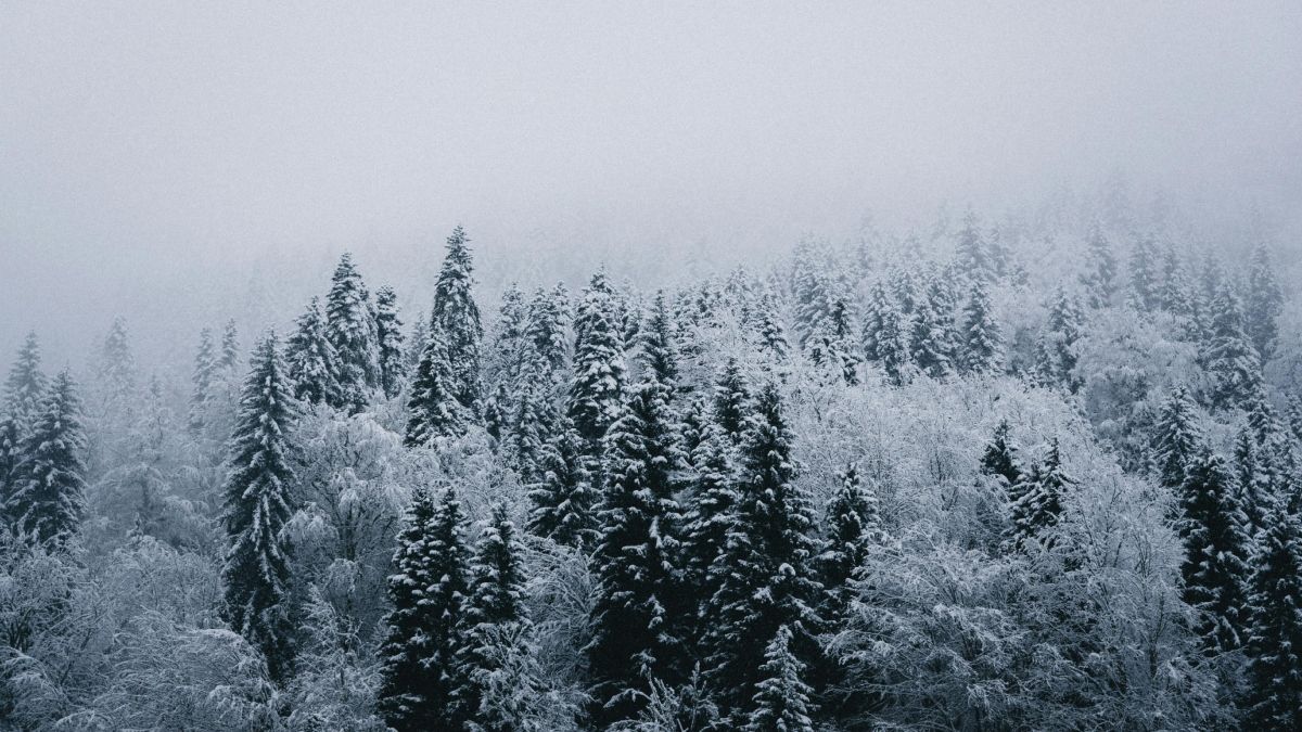 Foto: Snowfall Photos Foto: Snowfall Photos