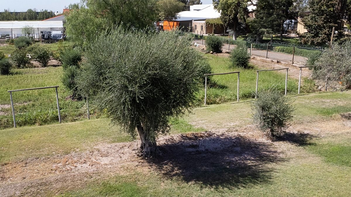 Nuevas y viejas generaciones. Los olivos llegaron a Mendoza con los españoles y hoy siguen brotando. Nuevas y viejas generaciones. Los olivos llegaron a Mendoza con los españoles y hoy siguen brotando.