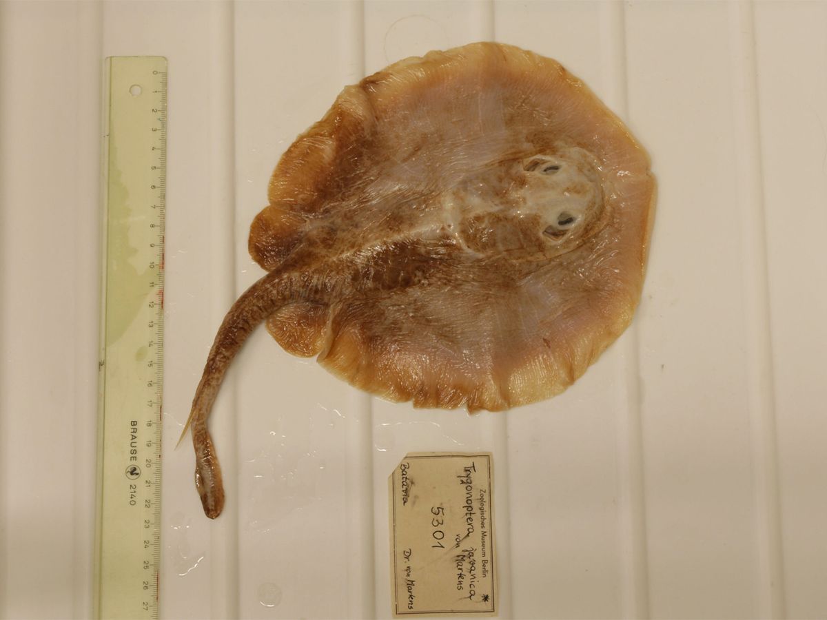 La extinción de esta especie es una señal para prestar atención a los animales. La extinción de esta especie es una señal para prestar atención a los animales. 