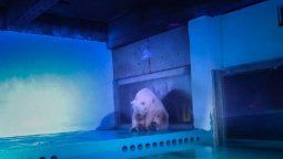 Pizza pasó ahora a ser el oso polar más triste del mundo
