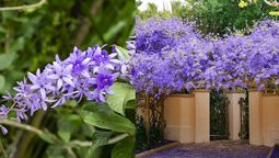 Si quieres llenar tu jardín de flores, deberías cultivar esta planta trepadora. Imagen: Redacción Diario Uno