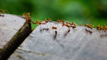 Decile adiós a las hormigas, pulgas y cucharachas del jardín con esta mezcla casera
