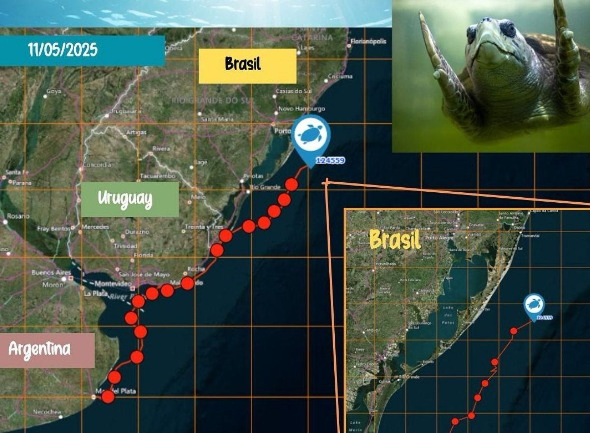 El itinerario del tortugo Jorge tras la liberación. El itinerario del tortugo Jorge tras la liberación. 