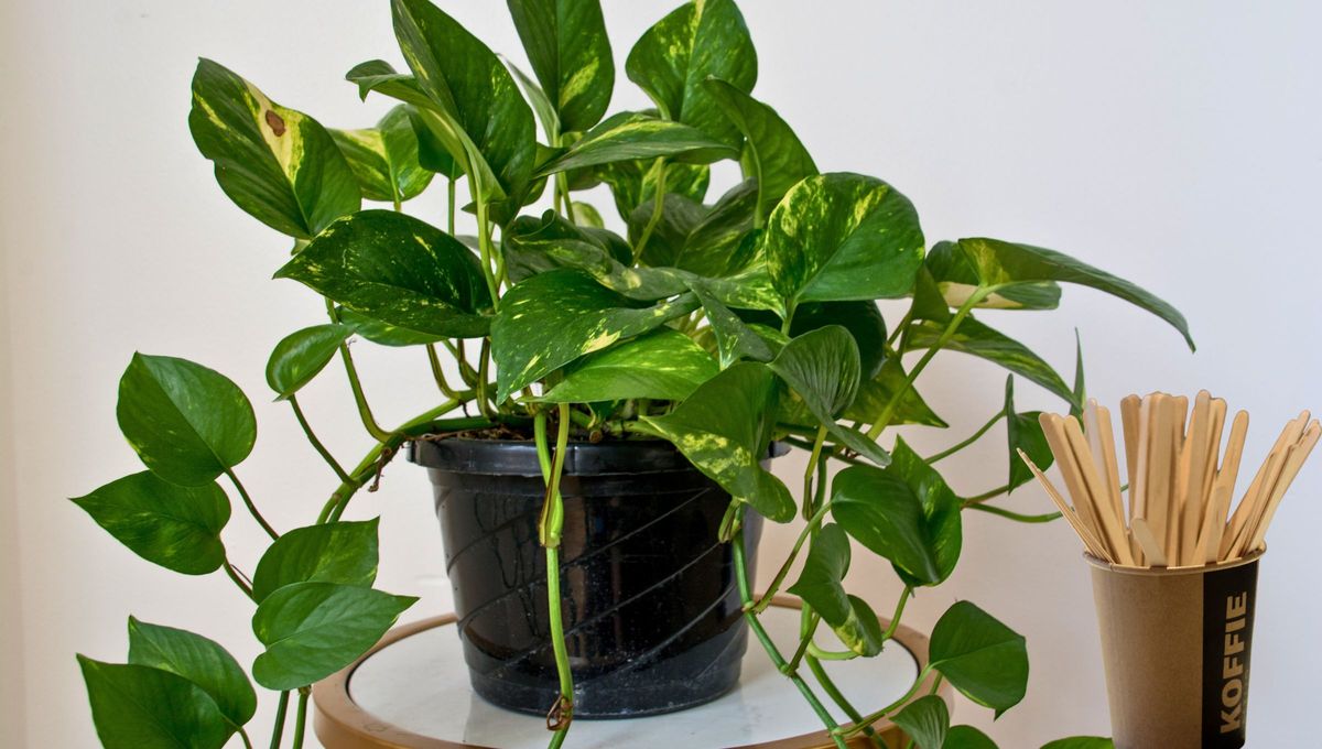Por qué hay que ponerle palitos de helado a tus plantas de interior y para qué sirve