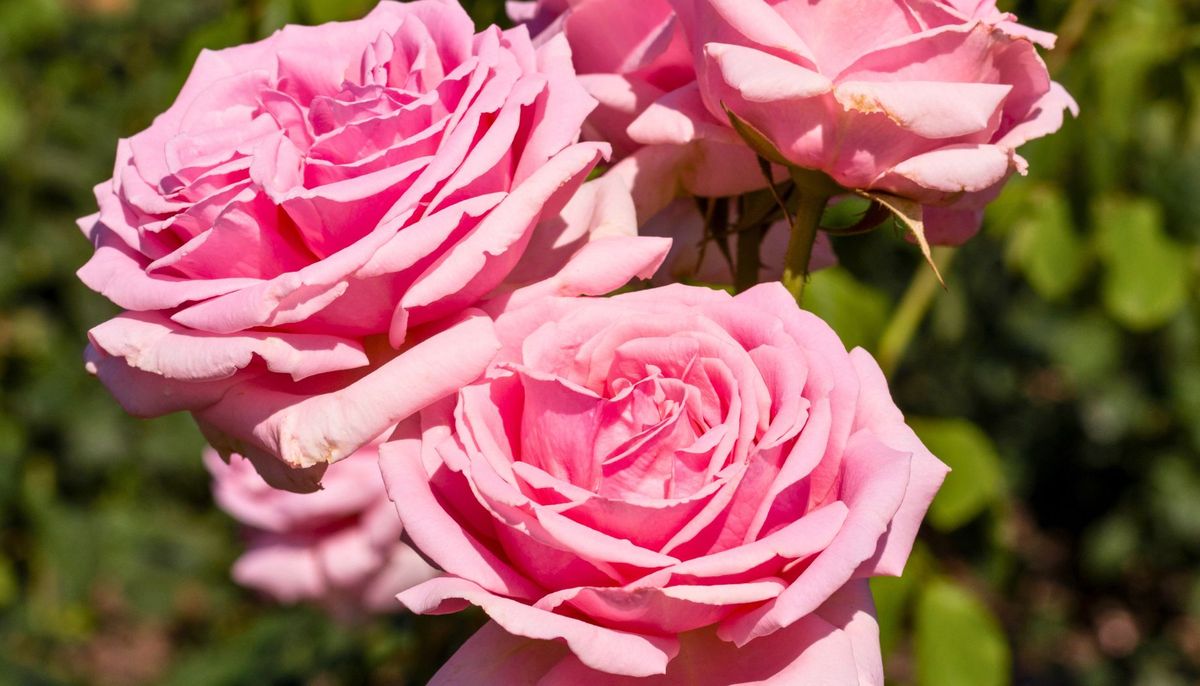 Las rosas tienen un aroma fresco y fragante. Las rosas tienen un aroma fresco y fragante.