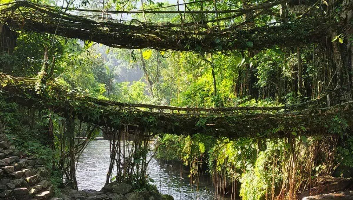 Los habitantes de las montañas Khasi, en el estado indio de Meghalaya, aprovechan las largas y elásticas raíces de algunos árboles del caucho para crear puentes Los habitantes de las montañas Khasi, en el estado indio de Meghalaya, aprovechan las largas y elásticas raíces de algunos árboles del caucho para crear puentes
