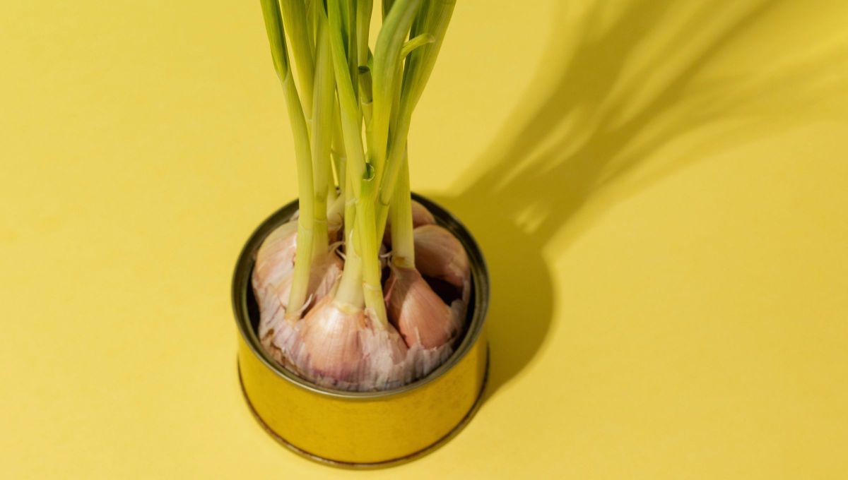 Cuando tenemos un ajo brotado podemos cultivarlo o usarlo para otros fines.