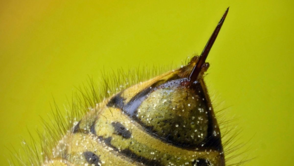 El veneno de abeja es un líquido incoloro que sale del aguijón de las abejas cuando pican a una presa. El veneno de abeja es un líquido incoloro que sale del aguijón de las abejas cuando pican a una presa.