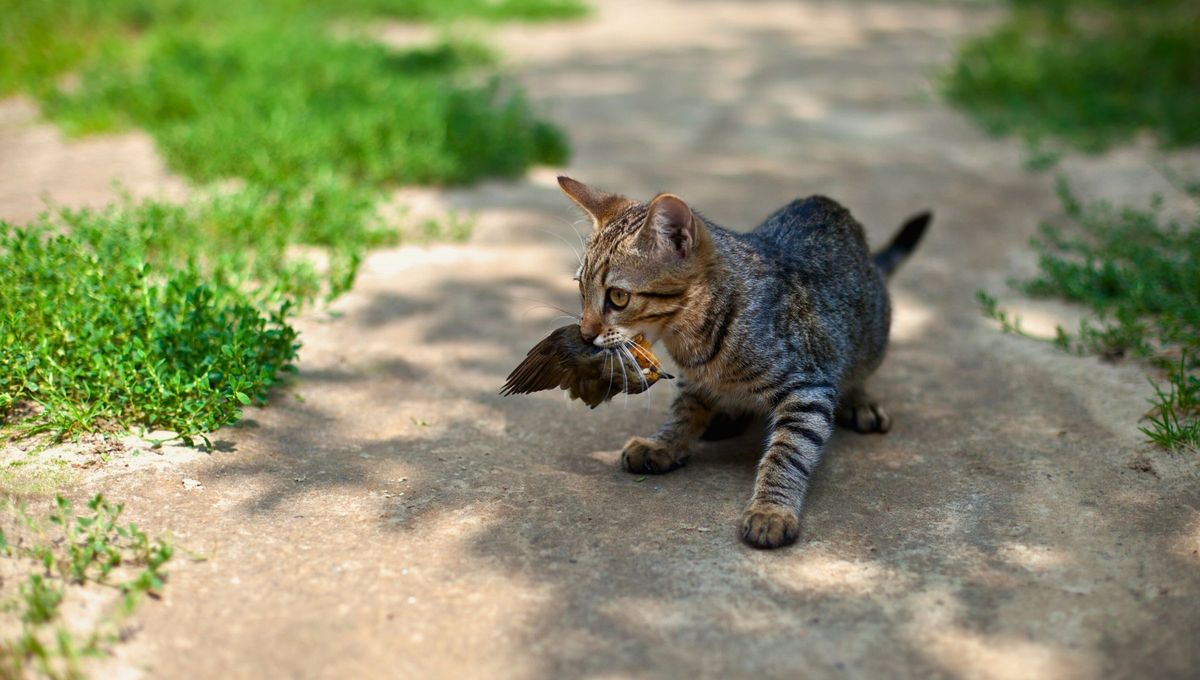 Los gatos siempre tienen instintos o hábitos de caza, y la gestión con gatos domésticos y asilvestrados es complicada. Los gatos siempre tienen instintos o hábitos de caza, y la gestión con gatos domésticos y asilvestrados es complicada.