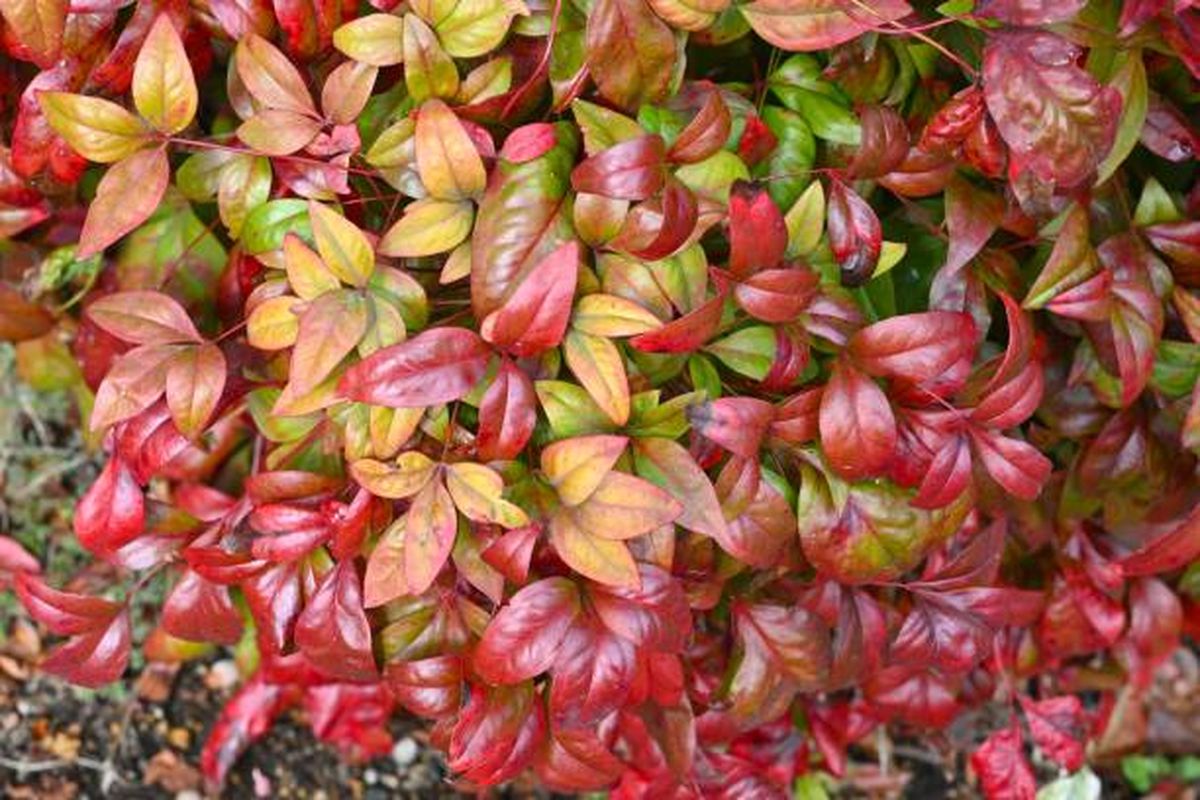 Esta planta exige pocos cuidados de jardinería. Esta planta exige pocos cuidados de jardinería.