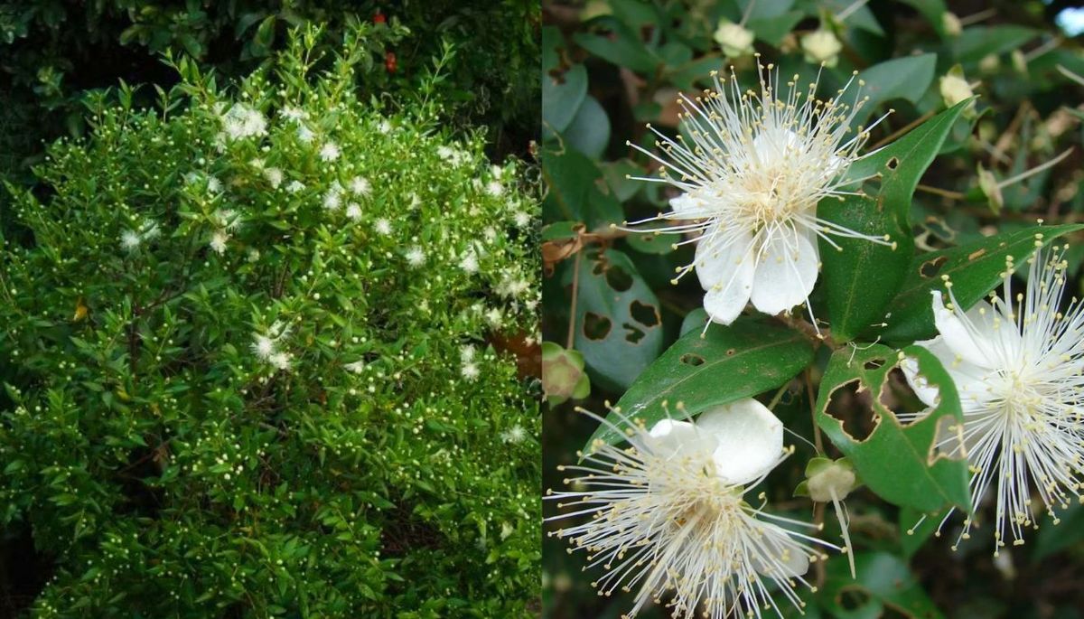 Existe una variedad de mirto que da flores dobles. Imagen: composición Diario UNO. Existe una variedad de mirto que da flores dobles. Imagen: composición Diario UNO.