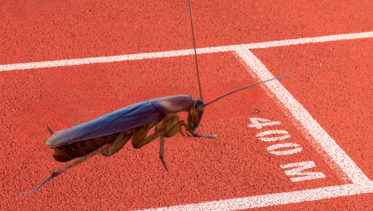 Toma asiento antes de saber la velocidad que alcanza una cucaracha