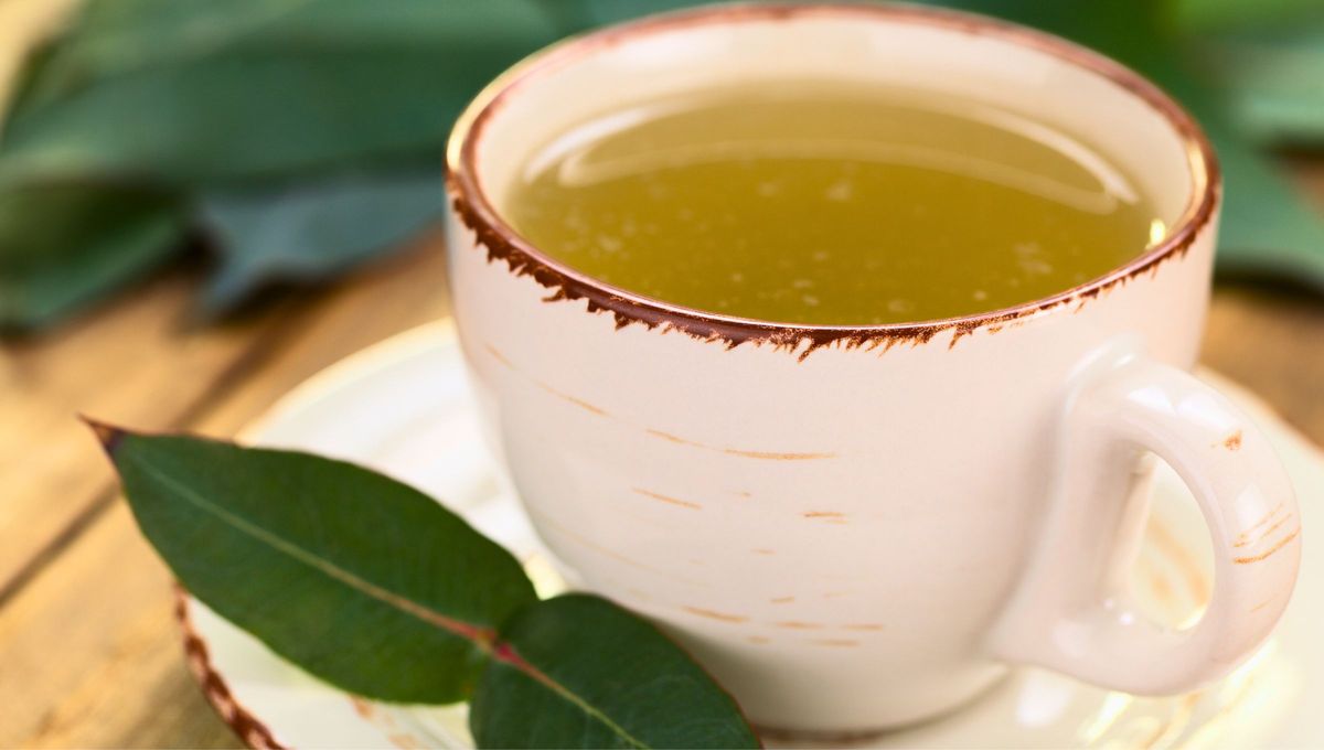 El eucalipto se utiliza en la medicina natural para tratar afecciones respiratorias, infecciones y dolores musculares. El eucalipto se utiliza en la medicina natural para tratar afecciones respiratorias, infecciones y dolores musculares.