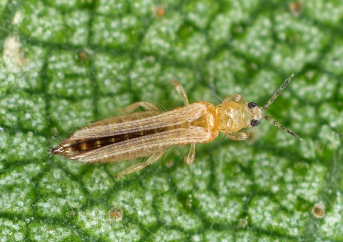 Evita plagas en tus plantas