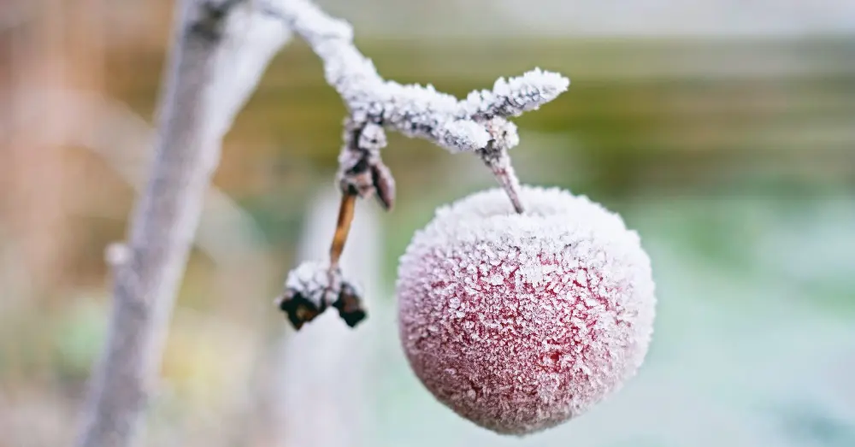 Los campos de temperatura máxima y mínima media observados fueron calificados como normales