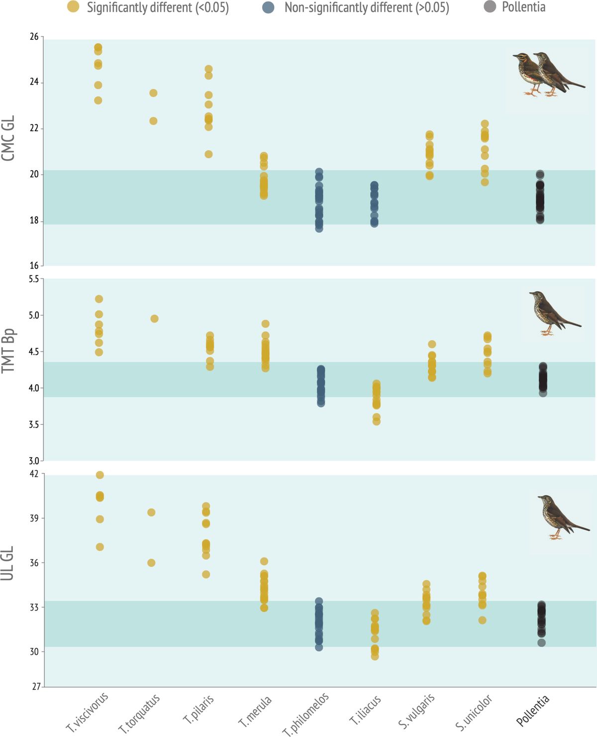 Varias aves cantoras formaban parte del menú. Varias aves cantoras formaban parte del menú.